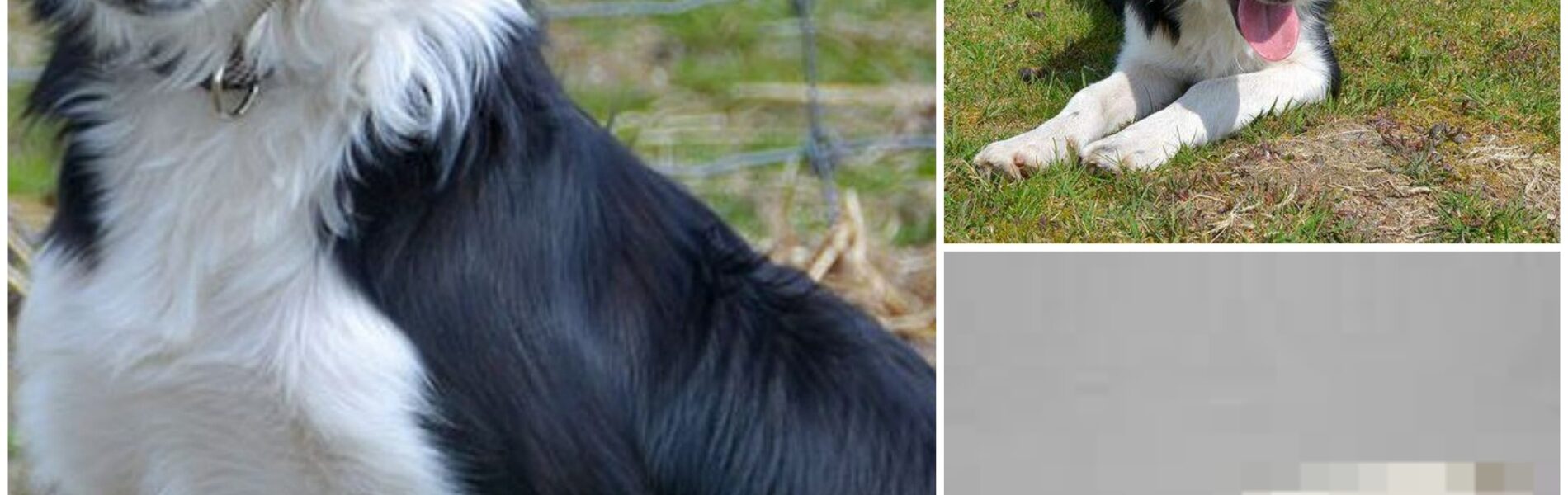 Nog hoop: gevonden schedel toch niet van schaapshond Daisy