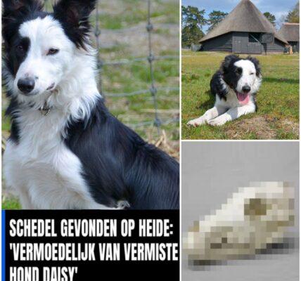 Nog hoop: gevonden schedel toch niet van schaapshond Daisy