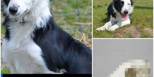Nog hoop: gevonden schedel toch niet van schaapshond Daisy