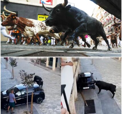 Stier in Spanje valt man aan en duwt Peugeot binnen enkele seconden de sloop in