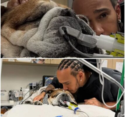 Lewis Hamilton bidt voor Roscoe, zijn trouwe viervoeter en ster in F1: “Weten niet of hij nog zal ontwaken”