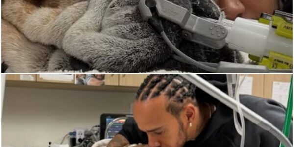 Lewis Hamilton bidt voor Roscoe, zijn trouwe viervoeter en ster in F1: “Weten niet of hij nog zal ontwaken”