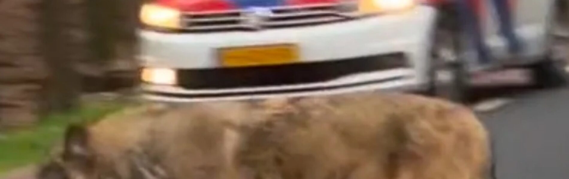 VIDEO: Wolf dood na harde klap met auto, omstander filmt en deelt beelden