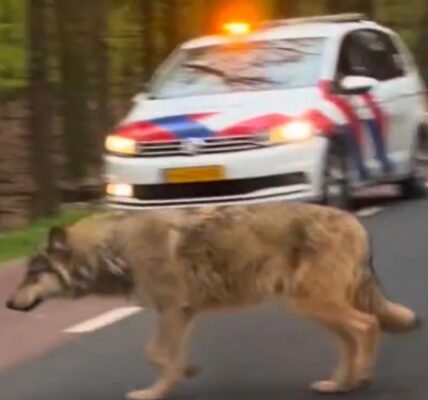 VIDEO: Wolf dood na harde klap met auto, omstander filmt en deelt beelden