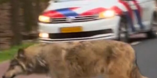 VIDEO: Wolf dood na harde klap met auto, omstander filmt en deelt beelden