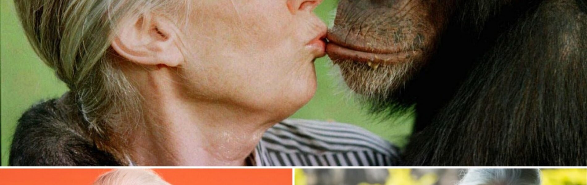 Bekende Britse chimpansee-onderzoeker Jane Goodall (91) overleden