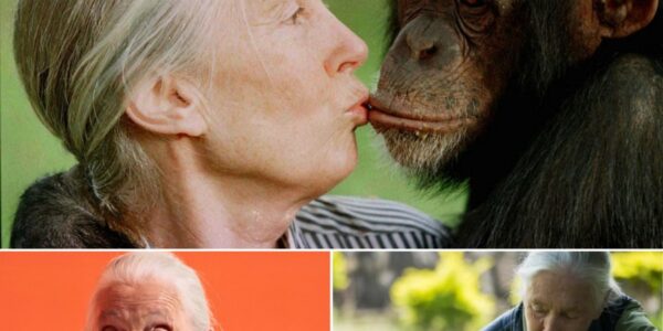 Bekende Britse chimpansee-onderzoeker Jane Goodall (91) overleden