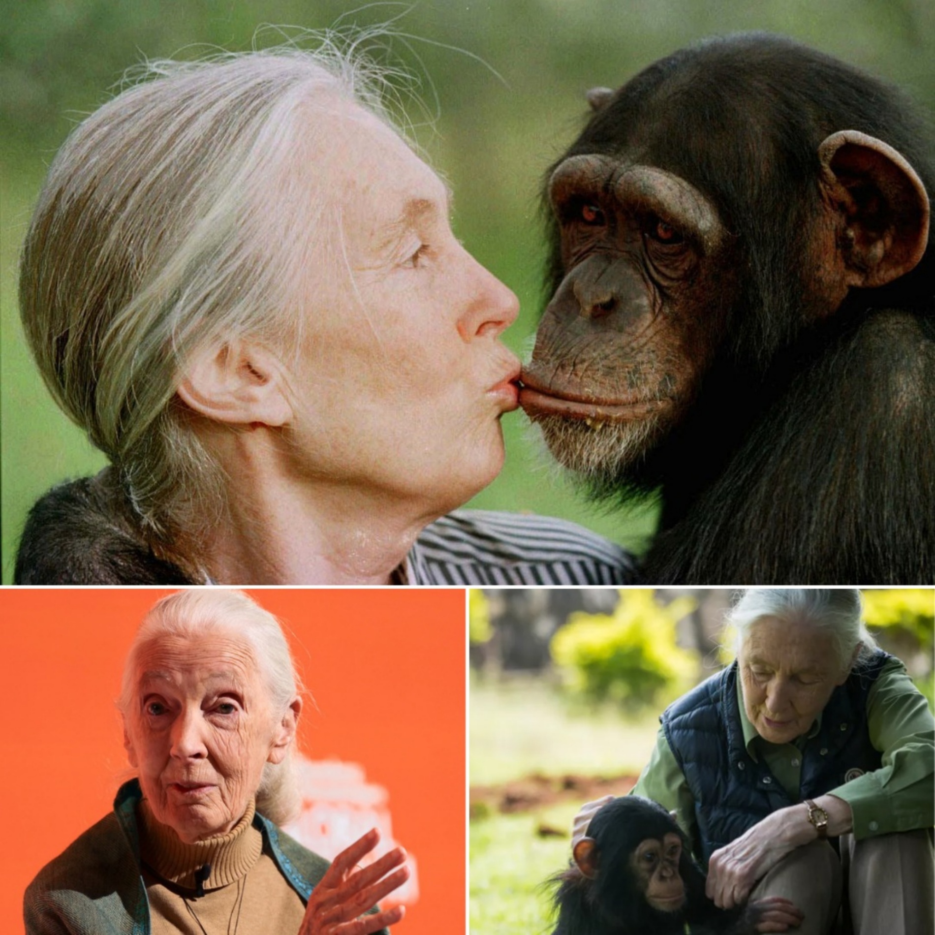 Bekende Britse chimpansee-onderzoeker Jane Goodall (91) overleden